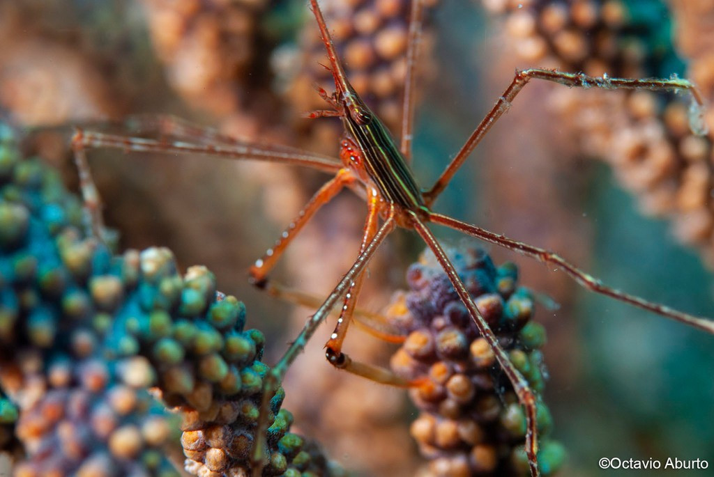  Leo trèo điêu luyện trên san hô. Những chân dài cho phép chúng di chuyển giữa các nhánh san hô. Ảnh: inaturalist.org.
