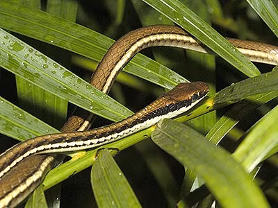  6. Có khả năng leo trèo tốt cả trên thân cây thẳng đứng. Với cơ bụng khỏe và vảy bụng bám chắc, chúng có thể leo thẳng lên thân cây hoặc vách đứng để tìm nơi trú ẩn hoặc mồi. Ảnh: ecologyasia.com.