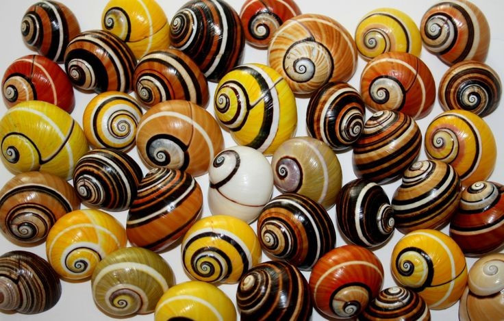  Bị đe dọa bởi nạn buôn bán trái phép. Vẻ đẹp độc đáo khiến vỏ ốc Polymita picta từng bị săn lùng làm đồ trang sức và quà lưu niệm, dẫn đến suy giảm nghiêm trọng quần thể trong tự nhiên. Ảnh: Pinterest.