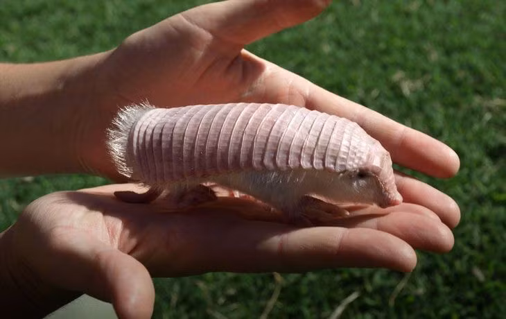  1. Loài tatu nhỏ nhất thế giới. Tatu hồng chỉ dài khoảng 10–15 cm, khiến nó trở thành loài tatu bé nhất trong họ Dasypodidae. Ảnh: Pinterest.