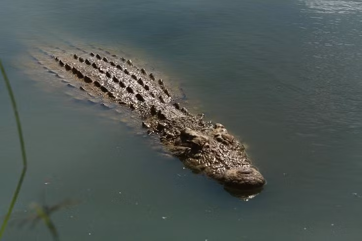  8. Có vai trò trong văn hóa Ai Cập cổ đại. Người Ai Cập từng thờ phụng thần Sobek, vị thần có đầu cá sấu, biểu tượng của sức mạnh và sự bảo hộ. Ảnh: Pinterest.