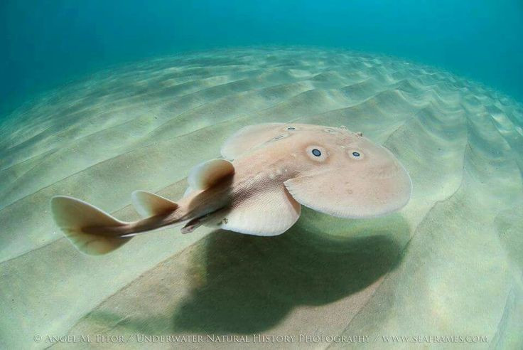  Cường độ điện có thể rất lớn. Một số loài cá đuối điện có khả năng phát ra dòng điện lên tới vài trăm volt, đủ khiến cá lớn hoặc kẻ thù tiềm năng mất khả năng phản kháng. Ảnh: Pinterest.