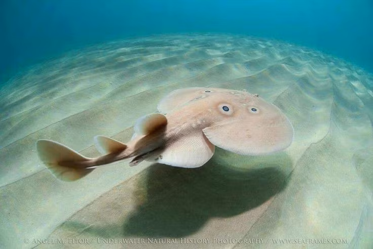 Cường độ điện có thể rất lớn. Một số loài cá đuối điện có khả năng phát ra dòng điện lên tới vài trăm volt, đủ khiến cá lớn hoặc kẻ thù tiềm năng mất khả năng phản kháng. Ảnh: Pinterest.