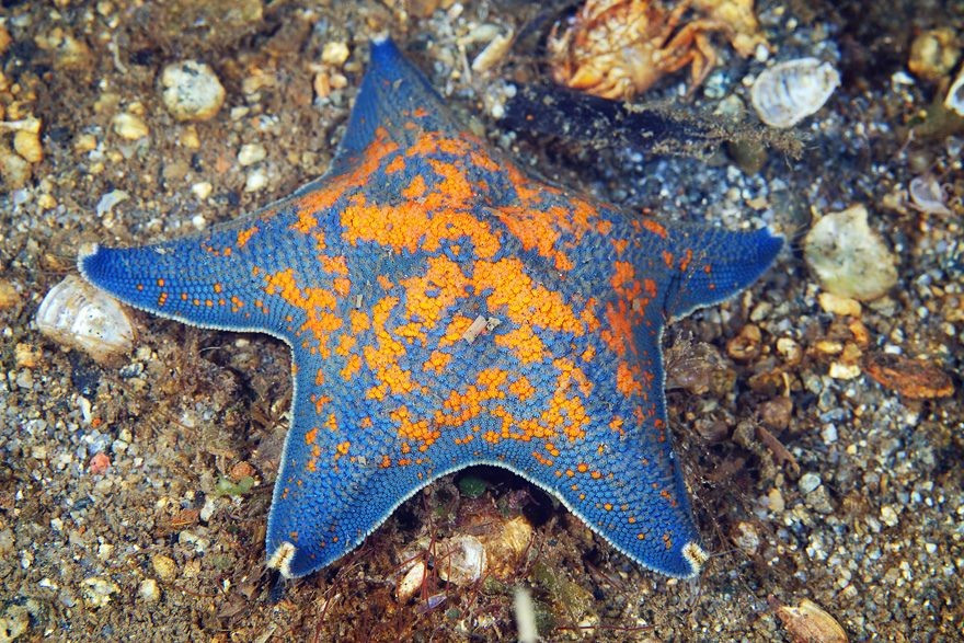  Màu sắc đa dạng và nổi bật. Từ đỏ, cam, tím đến xanh, màu sắc của sao biển không chỉ đẹp mắt mà còn có thể giúp cảnh báo kẻ săn mồi rằng chúng có mùi vị không mấy dễ chịu. Ảnh: Pinterest.