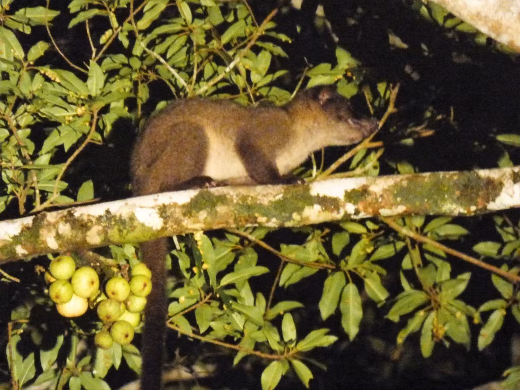  7. Tình trạng bảo tồn. Dù chưa bị coi là nguy cấp, nhưng cầy tai trắng vẫn chịu áp lực từ nạn phá rừng và buôn bán động vật hoang dã. Ảnh: inaturalist.org.