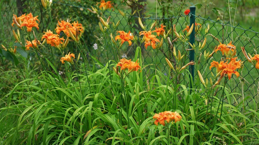 Hoa hiên hay còn gọi là hoa kim châm, nụ hoa rất giống hoa ly nhưng nhỏ hơn và có thể ăn được