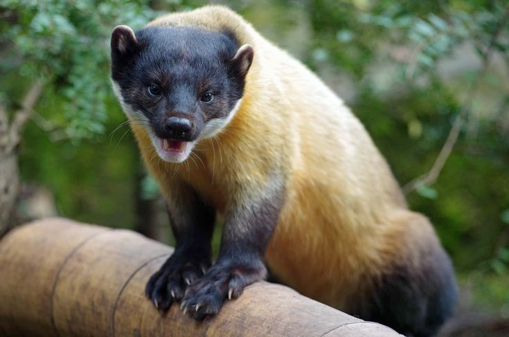  7. Phát ra âm thanh gầm gừ. Khi cảm thấy bị đe dọa hoặc trong lúc săn mồi, chồn vàng có thể phát ra những âm thanh nhỏ như tiếng gầm để cảnh báo hoặc hăm dọa. Ảnh: Pinterest.