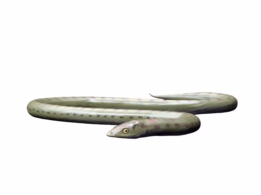  Có hình dạng giống rắn. Phlegethontia không có chân, thân dài và linh hoạt như một con rắn hiện đại. Ảnh: media-amazon.com.