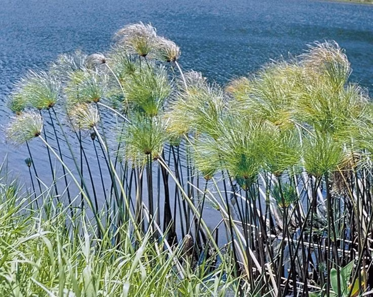  Được trồng dọc sông Nile. Loài cây này phát triển mạnh ở vùng đất ngập nước. Ảnh: Pinterest.