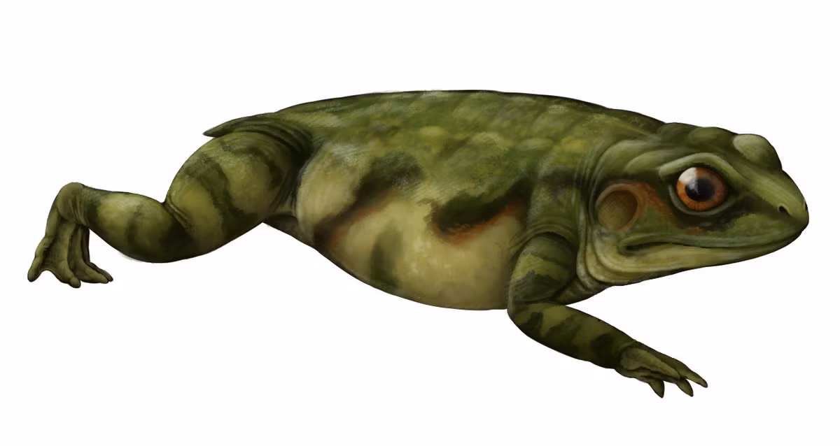  Hít thở và sống cả dưới nước lẫn trên cạn. Giống các loài lưỡng cư nguyên thủy khác, Triadobatrachus có thể hô hấp bằng cả da và phổi, thích nghi với môi trường bán thủy sinh. Ảnh: tumblr.com.