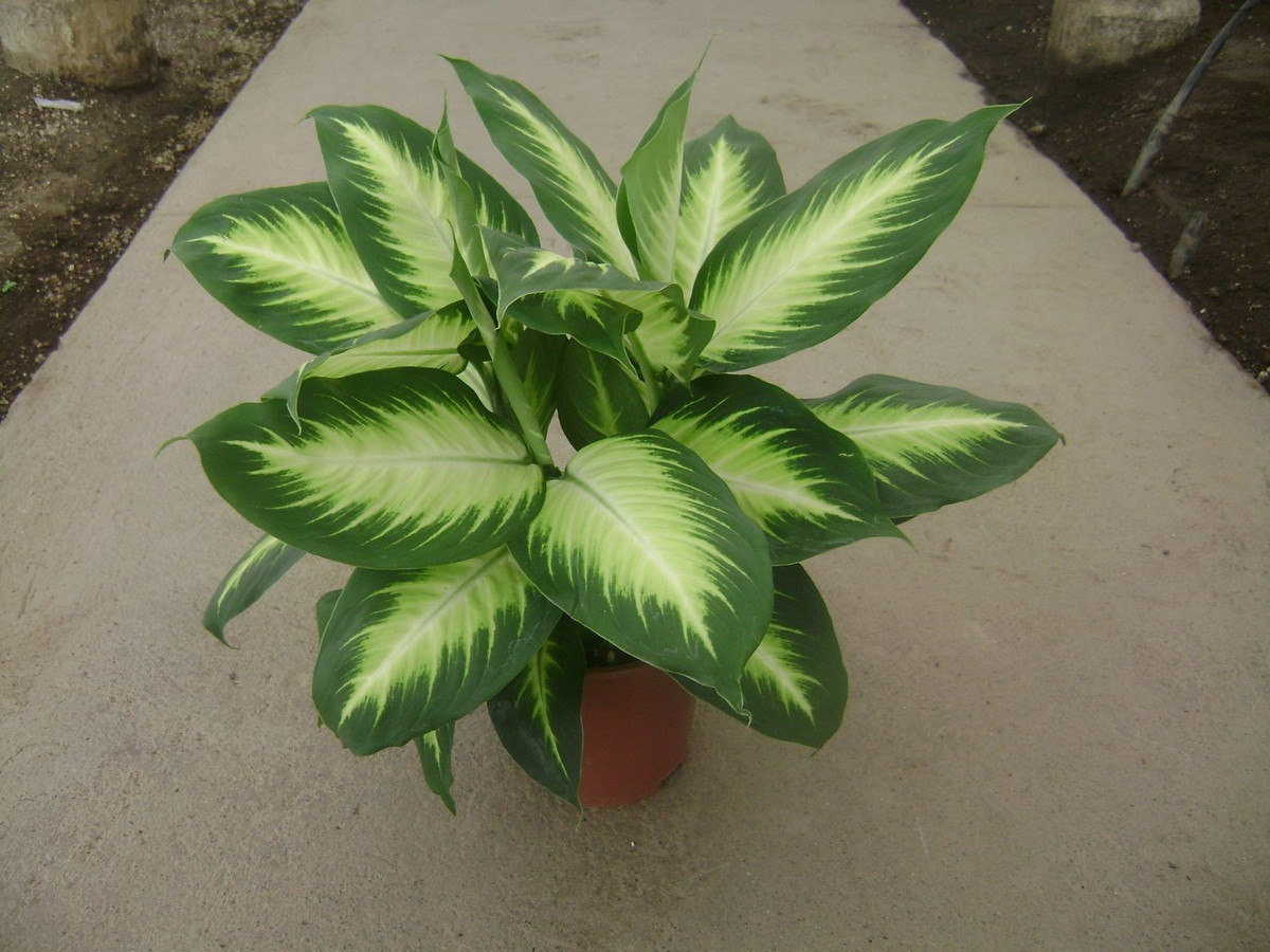  Từng được gọi là “cây câm”. Ở phương Tây, cây còn có tên “dumb cane” - cây câm - vì nhựa cây có thể gây tê liệt tạm thời dây thanh quản nếu tiếp xúc. Ảnh: Pinterest.