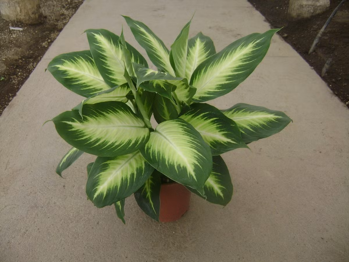 Từng được gọi là “cây câm”. Ở phương Tây, cây còn có tên “dumb cane” - cây câm - vì nhựa cây có thể gây tê liệt tạm thời dây thanh quản nếu tiếp xúc. Ảnh: Pinterest.