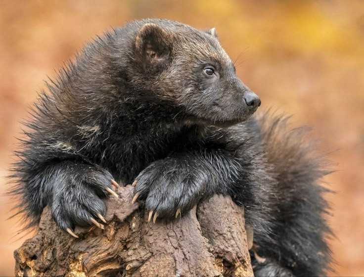  Sống ở vùng khí hậu khắc nghiệt. Loài này phân bố rộng ở Bắc Cực và vùng rừng taiga lạnh giá, từ Alaska, Canada đến Siberia. Ảnh: Pinterest.