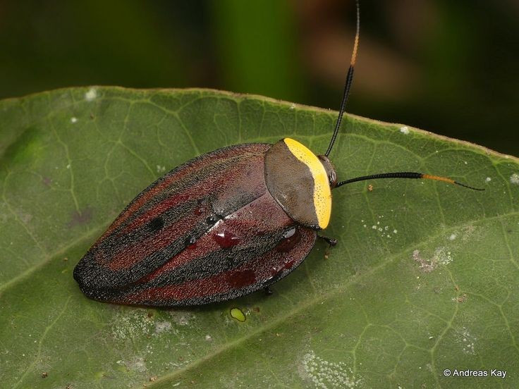  Có họ hàng gần với mối. Trước đây, mối được xếp thành một bộ riêng (Isoptera), nhưng các nghiên cứu di truyền hiện đại cho thấy mối thực chất nằm trong bộ Blattodea. Điều này có nghĩa là mối là một nhánh tiến hóa đặc biệt của gián, phát triển đời sống xã hội phức tạp với tổ chức bầy đàn chặt chẽ. Ảnh: Pinterest.