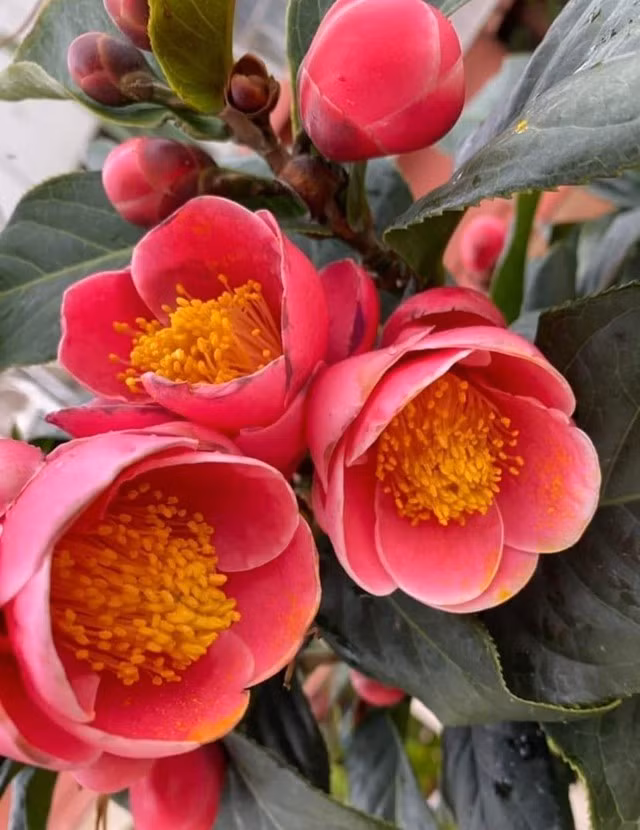 Một chậu hoa hải đường đặt ở khu vực sinh hoạt chung như phòng khách sẽ tạo nên điểm nhấn dịu mắt và mang đến năng lượng ấm áp, gắn kết các thành viên trong nhà.