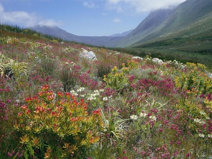  Sở hữu số lượng loài thực vật đáng kinh ngạc. Khu vực này có hơn 9.000 loài thực vật có mạch, trong đó khoảng 70% là loài đặc hữu, không tìm thấy ở bất kỳ nơi nào khác trên thế giới. Ảnh: Pinterest.