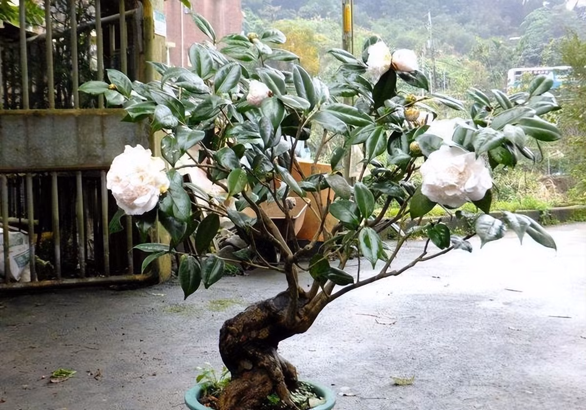 5. Hoa trà – Vị khách quý mùa đông, mang vận thịnh: Hoa trà nở rộ vào mùa lạnh, được mệnh danh là “khách quý trong các loài hoa”. Với sắc đỏ, hồng, trắng thanh nhã, cây vừa trang trí đẹp vừa hợp phong thủy.