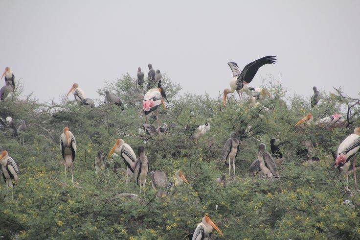  Diện tích không lớn nhưng cực kỳ đa dạng về sinh học. Chỉ rộng khoảng 29 km², Keoladeo vẫn sở hữu sự đa dạng sinh học đáng kinh ngạc nhờ hệ thống đầm lầy, đồng cỏ và rừng thưa xen kẽ. Ảnh: Pinterest.