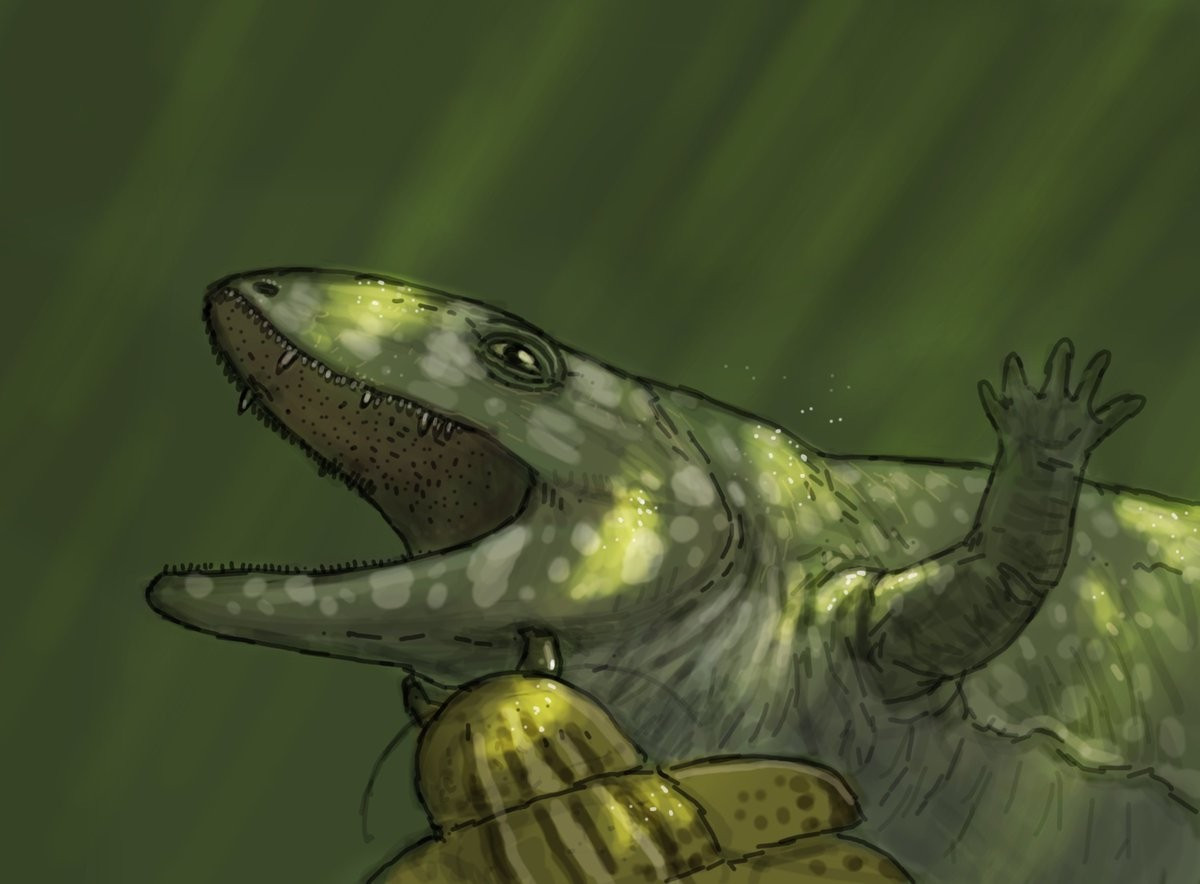  Có hộp sọ dài và dẹt. Đặc điểm này của Proterogyrinus thích hợp cho việc săn mồi dưới nước. Ảnh: twimg.com.