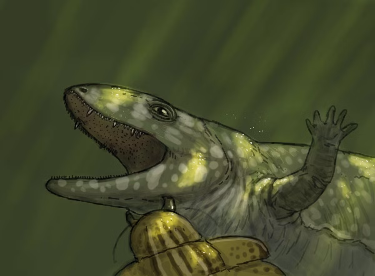  Có hộp sọ dài và dẹt. Đặc điểm này của Proterogyrinus thích hợp cho việc săn mồi dưới nước. Ảnh: twimg.com.