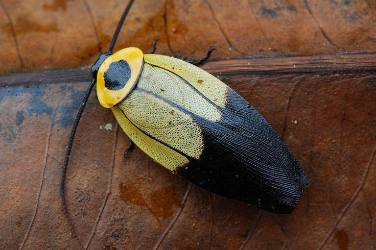  Xuất hiện từ trước thời khủng long. Gián đã tồn tại ít nhất 300 triệu năm, nghĩa là chúng xuất hiện trước cả khủng long. Hóa thạch cho thấy tổ tiên của chúng đã sinh sống từ kỷ Carbon, và hình thái cơ bản gần như không thay đổi nhiều qua hàng trăm triệu năm. Khả năng thích nghi cao giúp gián vượt qua nhiều biến động khí hậu và các cuộc đại tuyệt chủng. Ảnh: Pinterest.