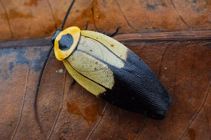  Xuất hiện từ trước thời khủng long. Gián đã tồn tại ít nhất 300 triệu năm, nghĩa là chúng xuất hiện trước cả khủng long. Hóa thạch cho thấy tổ tiên của chúng đã sinh sống từ kỷ Carbon, và hình thái cơ bản gần như không thay đổi nhiều qua hàng trăm triệu năm. Khả năng thích nghi cao giúp gián vượt qua nhiều biến động khí hậu và các cuộc đại tuyệt chủng. Ảnh: Pinterest.