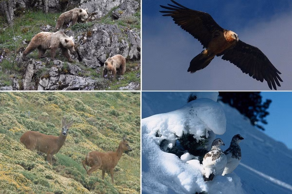  Hệ sinh thái núi cao đa dạng. Khu vực sở hữu nhiều đai sinh thái từ rừng sồi, rừng thông đến đồng cỏ núi cao. Đây là nơi sinh sống của linh dương Pyrenees, đại bàng vàng và nhiều loài thực vật đặc hữu vùng núi. Ảnh: ordesamonteperdido.com.