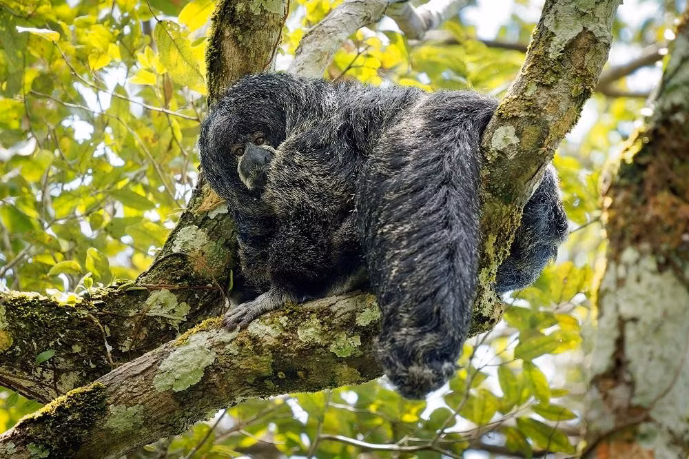  Khả năng nhảy xa ấn tượng. Khỉ thầy tu nổi tiếng với những cú nhảy xa giữa các tán cây, có thể đạt tới vài mét. Chi sau dài và khỏe giúp chúng di chuyển linh hoạt trong môi trường rừng rậm dày đặc. Ảnh: shortpixel.ai.