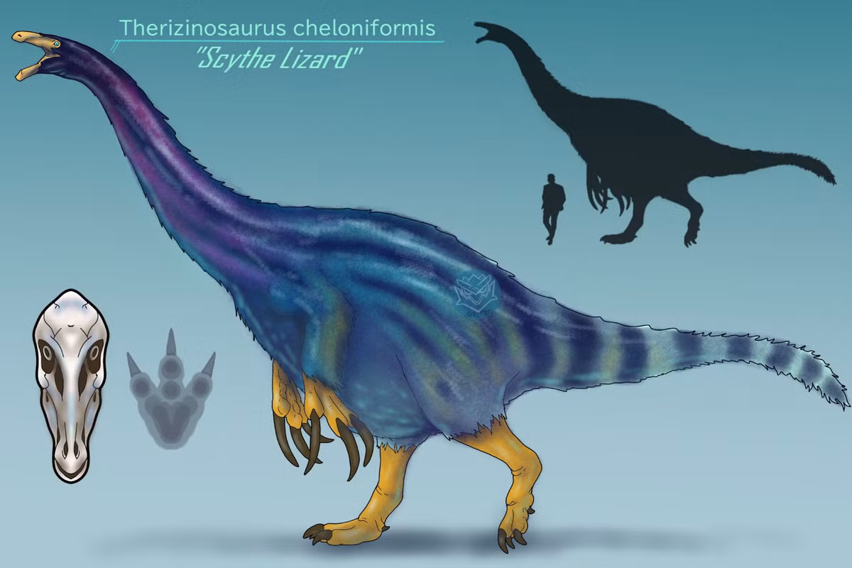  5. Có bụng lớn để tiêu hóa thực vật. Giống như nhiều loài khủng long ăn cỏ khác, Therizinosaurus có bụng phình to giúp chứa vi sinh vật hỗ trợ tiêu hóa cellulose từ thực vật. Ảnh: Pinterest.