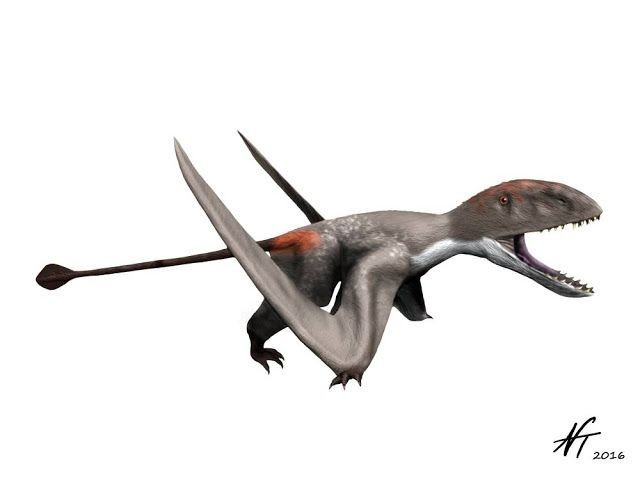 Có hộp sọ lớn. Đầu to chiếm gần 1/3 chiều dài cơ thể, giúp tăng lực cắn khi săn cá hoặc côn trùng. Ảnh: Pinterest.