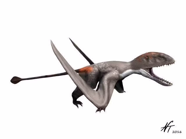 Có hộp sọ lớn. Đầu to chiếm gần 1/3 chiều dài cơ thể, giúp tăng lực cắn khi săn cá hoặc côn trùng. Ảnh: Pinterest.