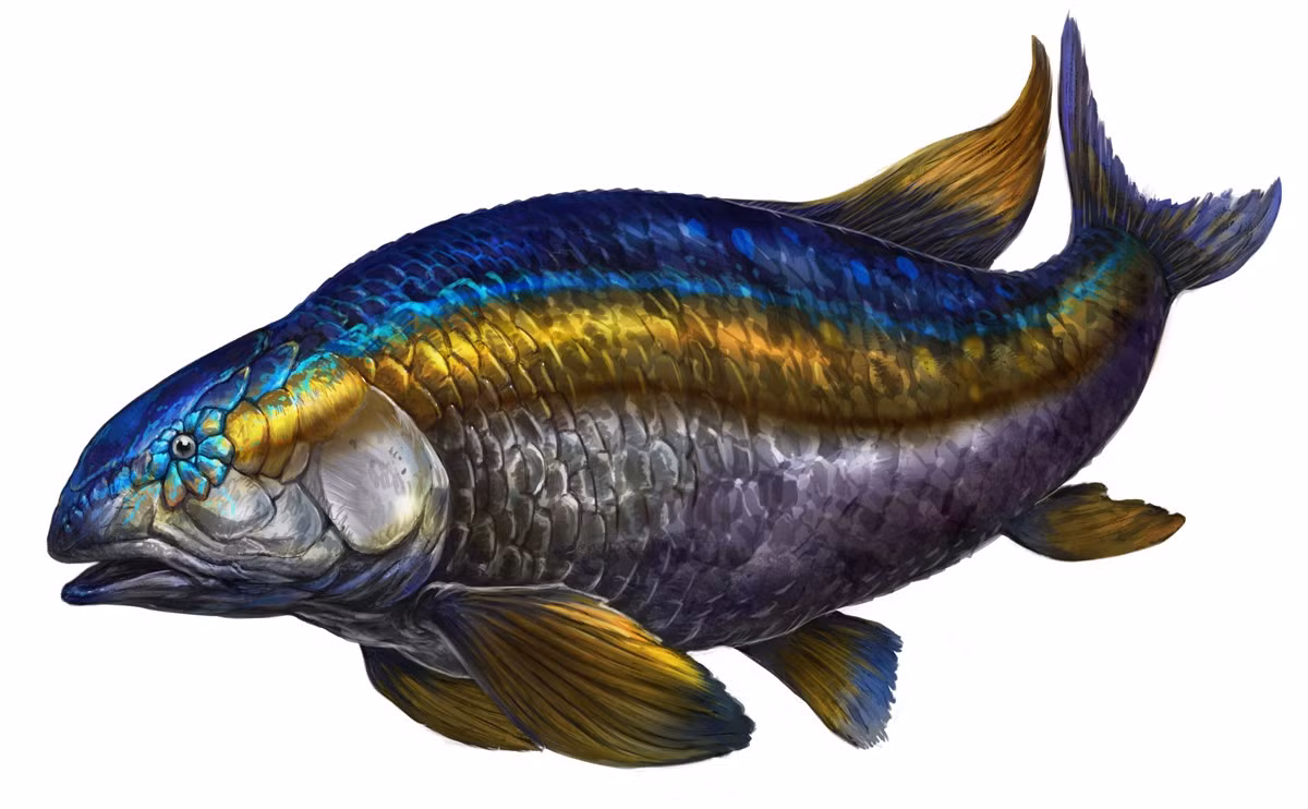  Xuất hiện từ kỷ Jura. Lepidotes sống cách đây hơn 150 triệu năm, cùng thời với những loài khủng long đầu tiên. Ảnh: ark.wiki.gg.