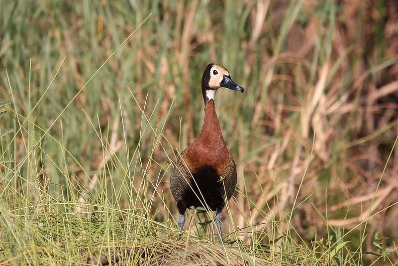  Dáng đứng giống ngỗng hơn vịt. Khác với nhiều loài vịt có thân thấp, le nâu thường có cổ dài và chân khá cao, khiến chúng trông giống ngỗng nhỏ. Khi đứng trên bờ hoặc trong vùng nước nông, chúng giữ thân thẳng và cổ vươn cao, tạo nên dáng vẻ thanh thoát và dễ nhận biết. Ảnh: Pinterest.