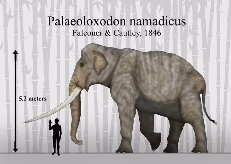  Từng bị hiểu lầm là hóa thạch người khổng lồ. Trong thời cổ đại, hộp sọ voi Palaeoloxodon từng được cho là đầu của người khổng lồ Cyclops. Ảnh: Pinterest.