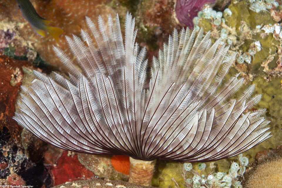  Khả năng tái sinh đáng kinh ngạc. Nếu bị tổn thương hoặc mất một phần xúc tu, giun hoa Thái Bình Dương có thể tái sinh cấu trúc đã mất theo thời gian, miễn là phần thân chính còn nguyên vẹn. Ảnh: spanglers.com.