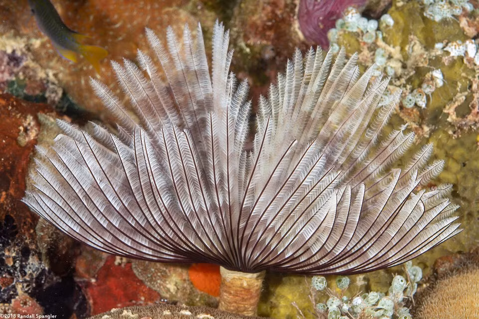  Khả năng tái sinh đáng kinh ngạc. Nếu bị tổn thương hoặc mất một phần xúc tu, giun hoa Thái Bình Dương có thể tái sinh cấu trúc đã mất theo thời gian, miễn là phần thân chính còn nguyên vẹn. Ảnh: spanglers.com.