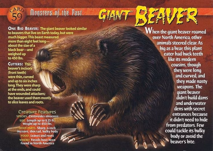  Chúng sở hữu đôi răng cửa khổng lồ. Răng cửa của chúng dài tới 15 cm, hình tròn và mạnh mẽ, thích hợp để gặm gỗ và đào bới trong môi trường đầm lầy. Ảnh: Pinterest.