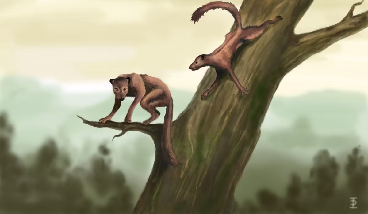  Phân bố rộng rãi. Hóa thạch Plesiadapis được tìm thấy ở cả Bắc Mỹ và châu Âu, chứng tỏ chúng từng có phạm vi sinh sống rộng lớn. Ảnh: pikabu.ru.