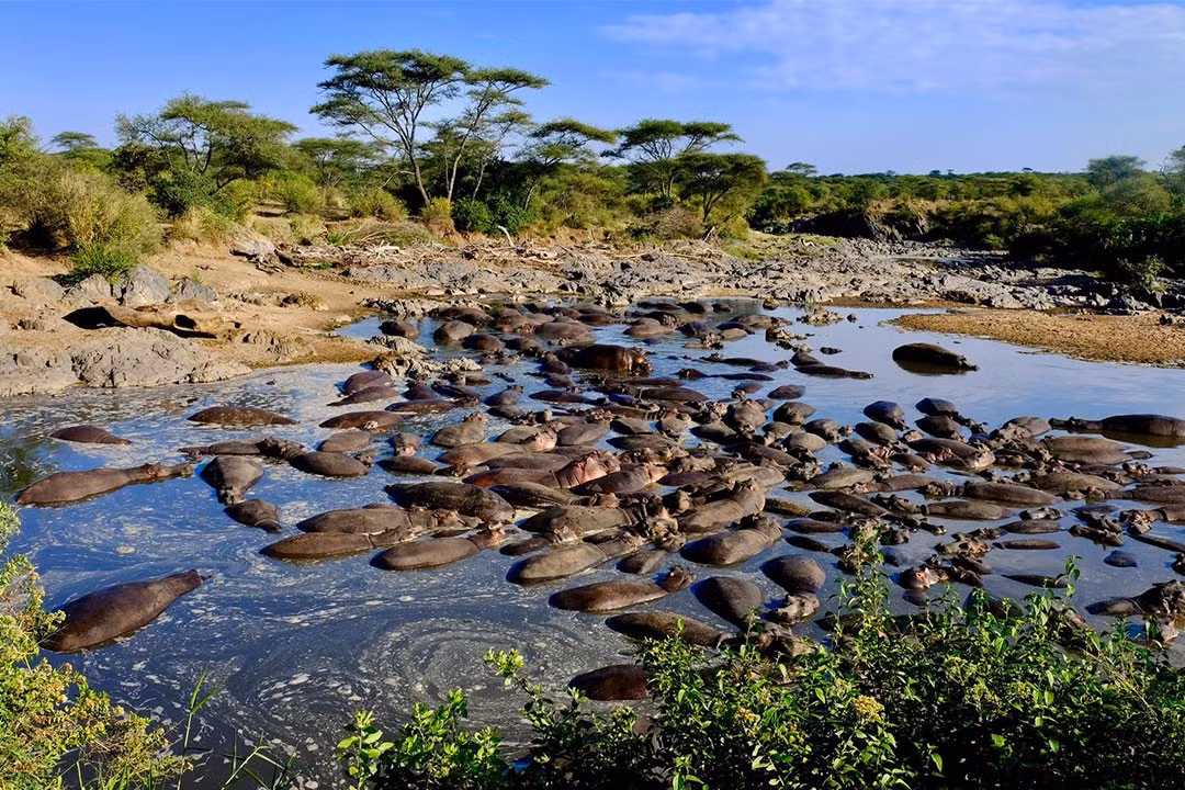  Hệ sinh thái phong phú hiếm có. Khu bảo tồn bao gồm sông Rufiji, hồ, đầm lầy, rừng miombo và savan, tạo điều kiện sống cho hàng trăm loài động vật. Sự đa dạng địa hình khiến Selous trở thành “bảo tàng sống” của thiên nhiên châu Phi. Ảnh: website-files.com.