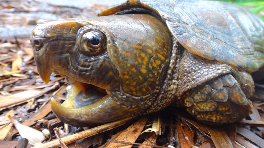  8. Đang bị đe dọa nghiêm trọng. Do môi trường sống bị phá hủy và nạn săn bắt để làm cảnh hoặc lấy thịt, rùa đầu to hiện nằm trong danh sách các loài nguy cấp cần bảo vệ nghiêm ngặt. Ảnh: inaturalist.org.