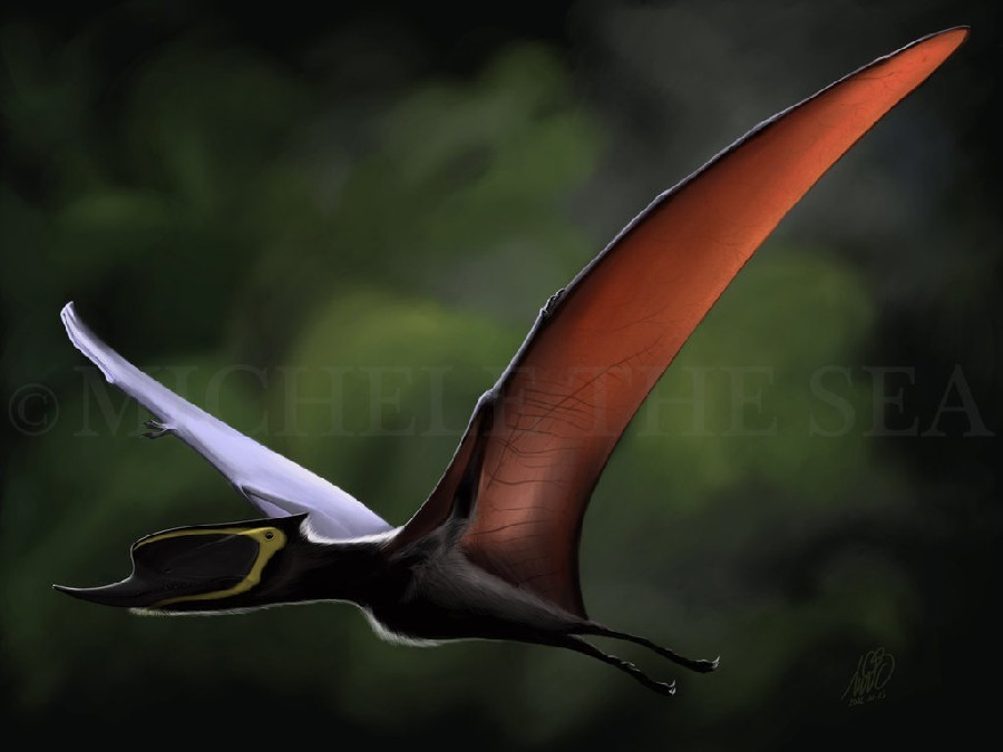 View - Tận mục loài thằn lằn bay có mỏ cực dị, sải cánh rộng 3 mét | Báo Tri thức và Cuộc sống - TIN TỨC PHỔ BIẾN KIẾN THỨC 24H