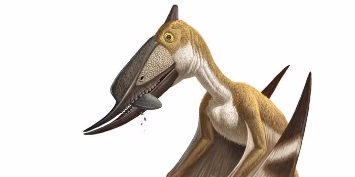  Có cái mỏ cong kỳ lạ. Mỏ của Dsungaripterus cong xuống, thích hợp để bẻ vỏ động vật có mai như sò và ốc. Ảnh: dinosaurpictures.org.