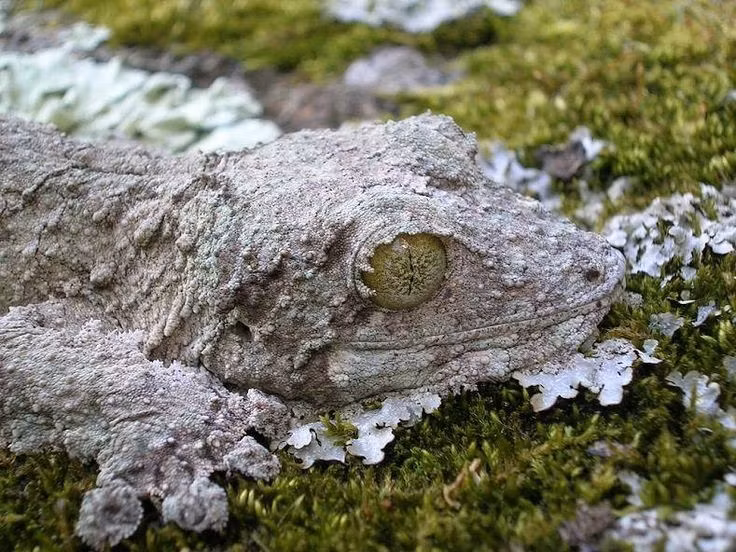  Có khả năng “tách da” để trốn thoát. Khi bị kẻ săn mồi tóm được, lớp da của chúng có thể bong ra từng mảng giúp thoát thân. Ảnh: Pinterest.