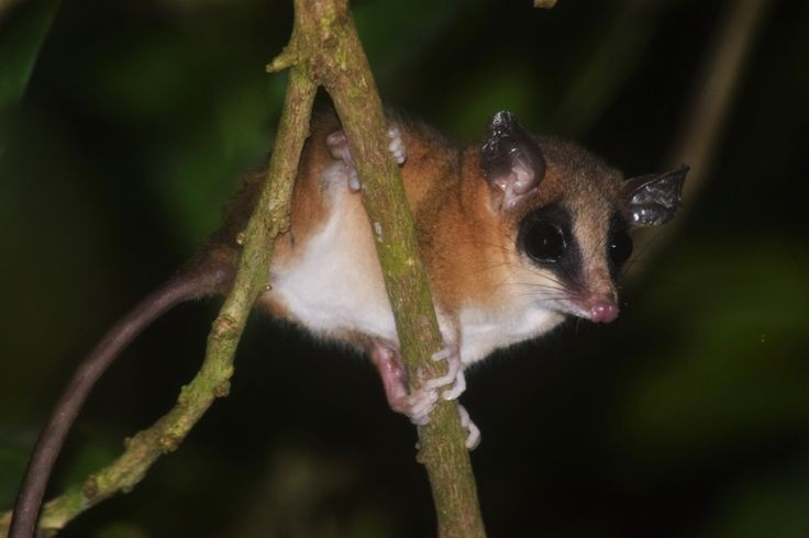  Là một loài thú có túi nhỏ bé. Dù được gọi là “chuột”, chuột túi cây Robinson thực chất không phải loài gặm nhấm mà là thú có túi. Chúng thuộc họ Didelphidae – nhóm thú có túi ở châu Mỹ. Ảnh: Pinterest.