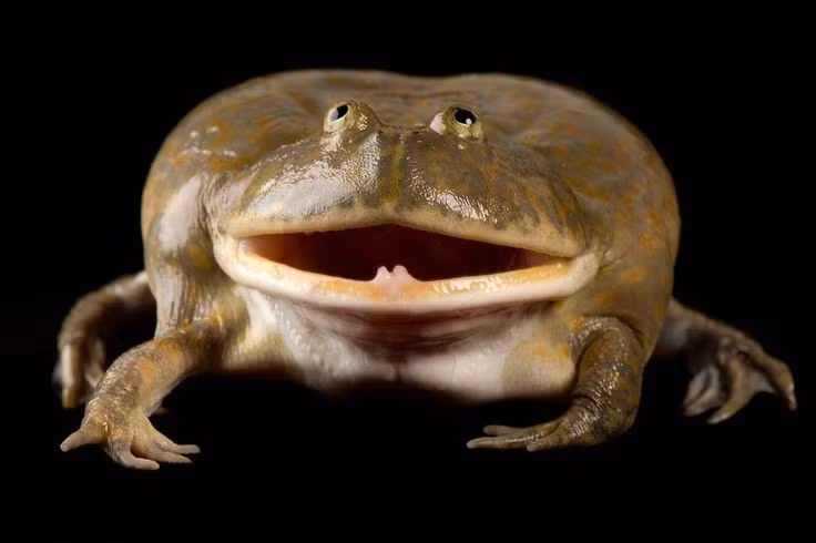  Vai trò sinh thái quan trọng. Là loài săn mồi đầu bảng trong các ao tạm, ếch Budgett giúp kiểm soát số lượng côn trùng và động vật thủy sinh nhỏ. Chúng góp phần duy trì cân bằng sinh thái ở những hệ môi trường mong manh, nơi biến đổi khí hậu tác động rất mạnh. Ảnh: Pinterest.