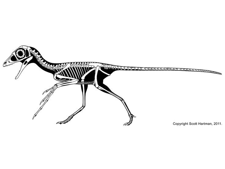  Cánh tay dài bất thường so với cơ thể. Chi trước kéo dài giúp loài này bám chặt vào thân cây và cành gỗ, tương tự các loài động vật leo trèo hiện đại. Ảnh: Pinterest.