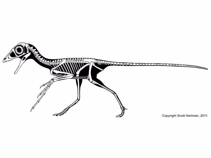  Cánh tay dài bất thường so với cơ thể. Chi trước kéo dài giúp loài này bám chặt vào thân cây và cành gỗ, tương tự các loài động vật leo trèo hiện đại. Ảnh: Pinterest.