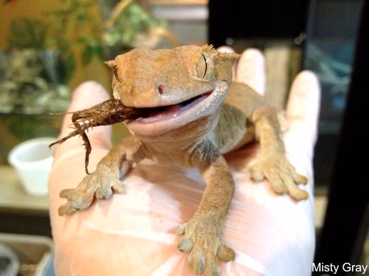  6. Thức ăn đa dạng. Chúng ăn cả trái cây, mật hoa lẫn côn trùng, do đó có thể sống sót tốt trong môi trường nuôi nhốt lẫn hoang dã. Ảnh: Pinterest.