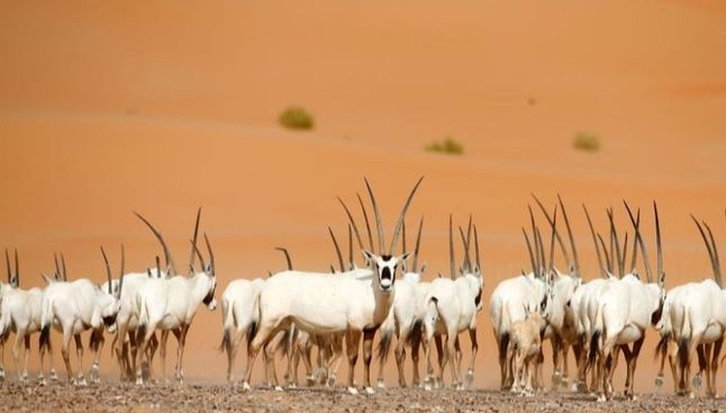 Linh dương sừng thẳng Ả Rập có thể tồn tại dễ dàng trong môi trường khắc nghiệt, khô cằn của sa mạc. Tuy nhiên do bị săn bắn lấy thịt, da và sừng, loài này đã biến mất vào những năm 1970. Các chương trình nhân giống và bảo tồn đã đem lại hiệu quả tích cực khi hiện nay ước tính có khoảng hơn 1.200 con linh dương hoang dã ở Saudi Arabia, Jordan, UAE, Oman, và Israel.