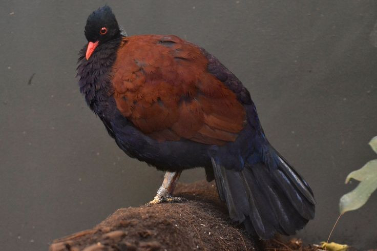  Tập tính sinh sản còn ít được biết rõ. Giới khoa học cho rằng loài chim này đẻ số trứng ít, làm tổ kín đáo dưới đất hoặc gần gốc cây, khiến việc nghiên cứu gặp nhiều khó khăn. Ảnh: Pinterest.